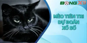 Mèo tiên tri dự đoán xổ số là gì?